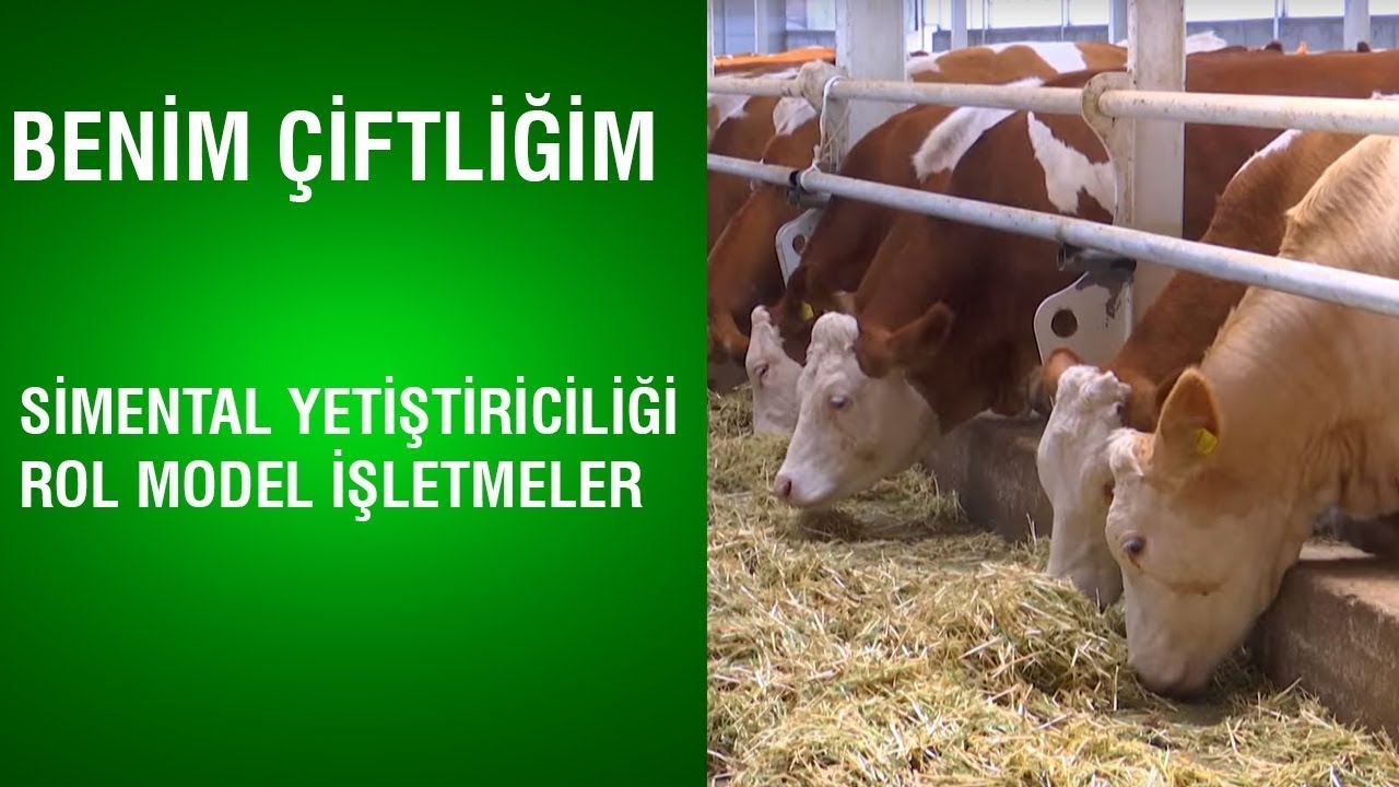 Benim Çiftliğim - Simental Irkı Damızlık Düve Yetiştiriciliği / Rol Model İşletmeler