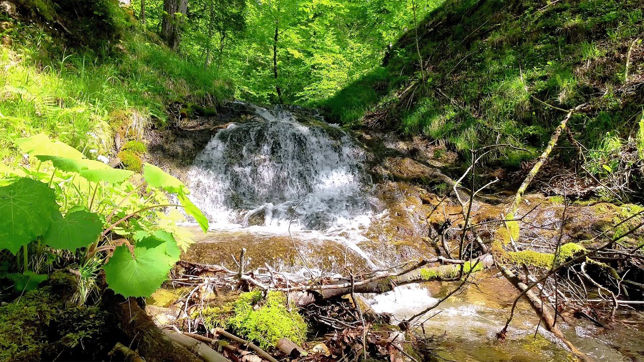 Sanfte Klänge eines Wasserfalls mit dem Gesang und Rufe der Sommervögel | 4 Stunden 4K ASMR