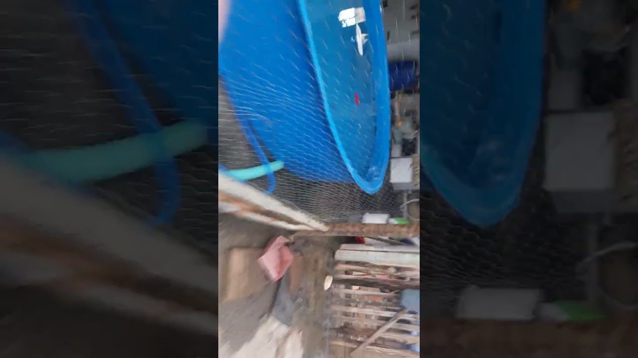 Mostrando as galinhas que nasceram aqui