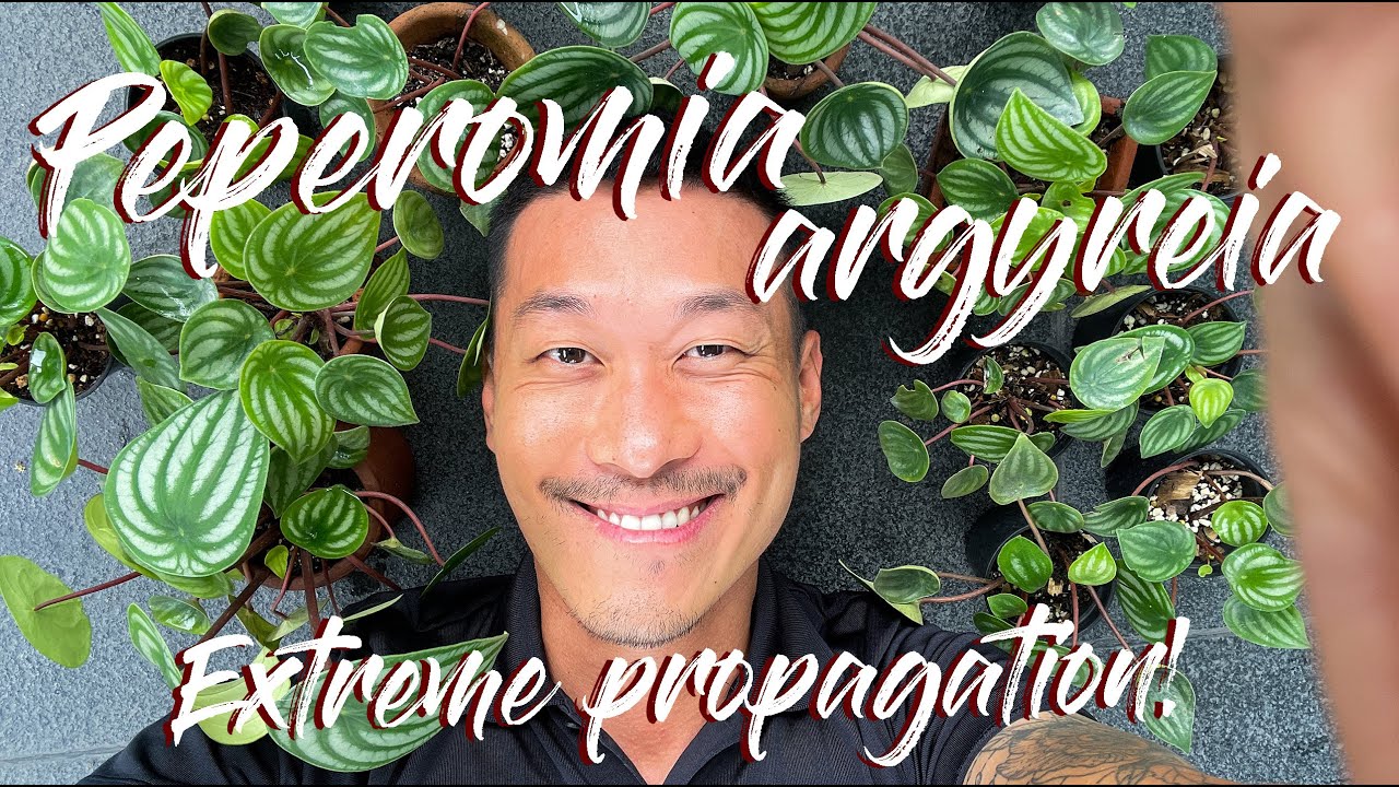 Peperomia Argyreia (watermelon) care and EXTREME Propagation (includes updates!)