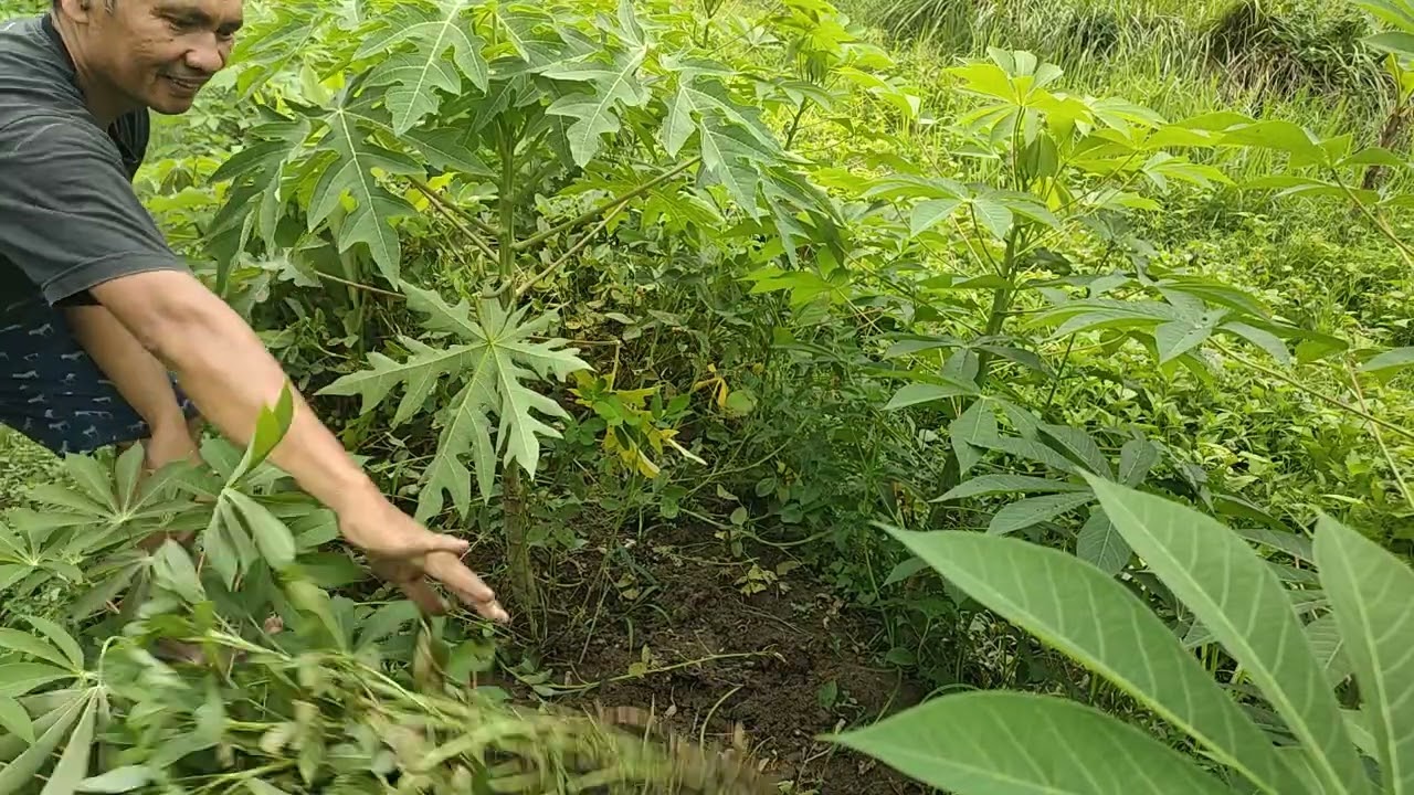 Panen pertama didahului tikus | Proses bedol kacang tanah