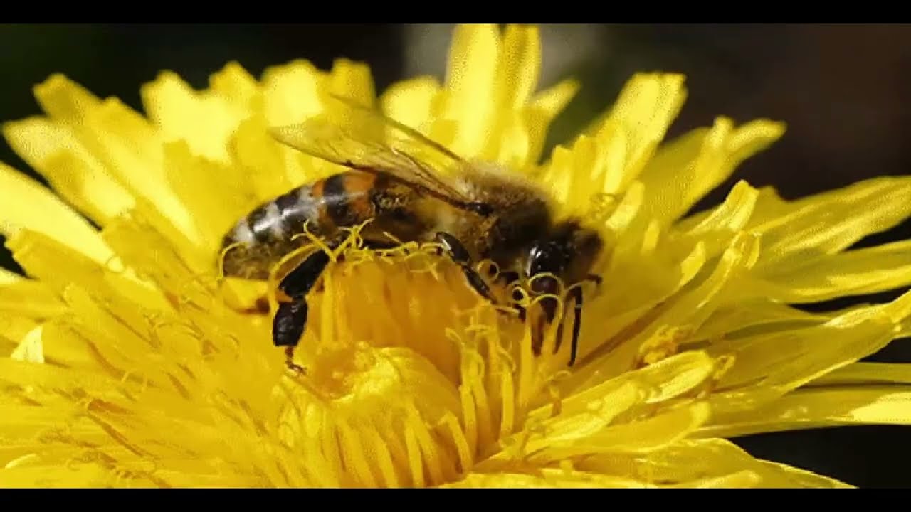 HÁBITAT Y NICHO ECOLÓGICO | Características y ejemplos