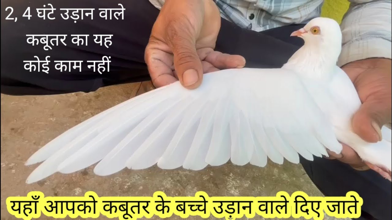 2 4 ghante udan wale kabutar ka yaha Koi kaam nhi