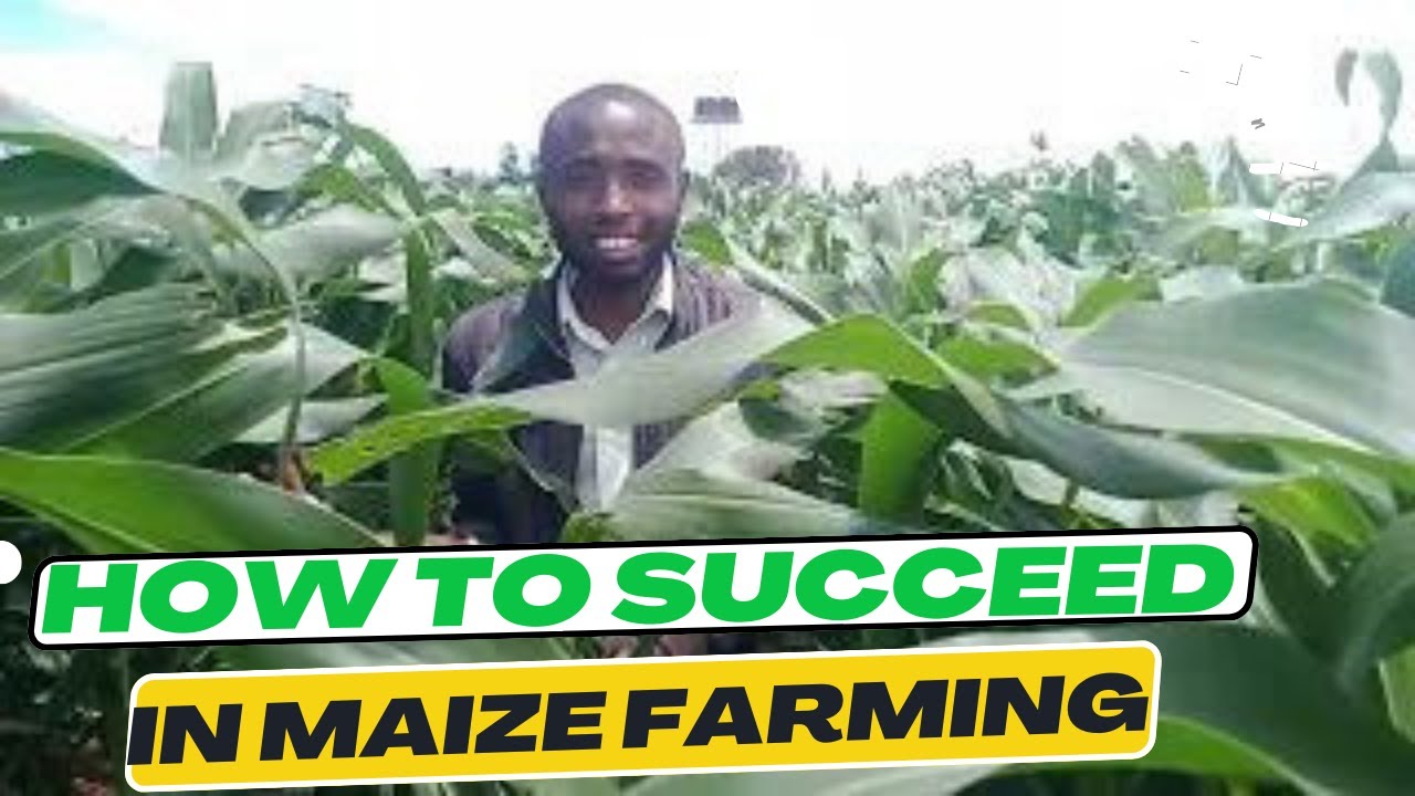 How TO SUCCEED IN MAIZE FARMING