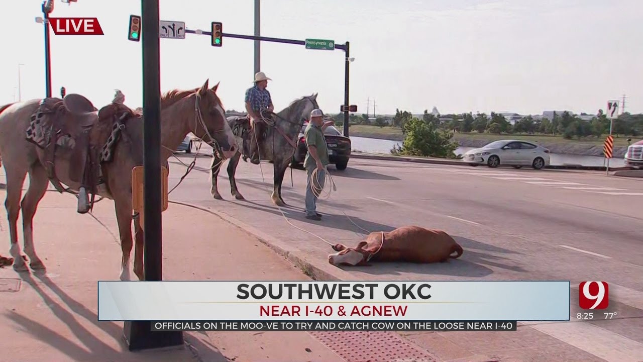 Crews Wrangle Loose Cow In SW OKC