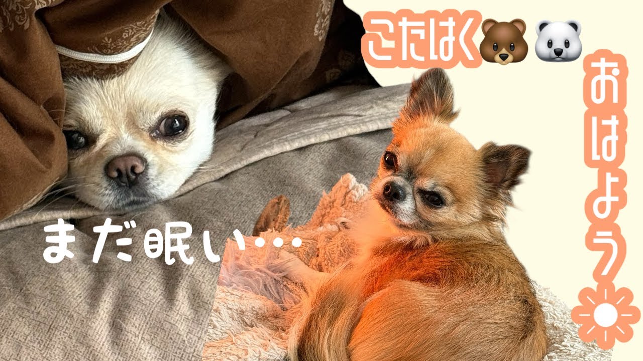 起きたくない朝に、こたはく🐻🐻‍❄️