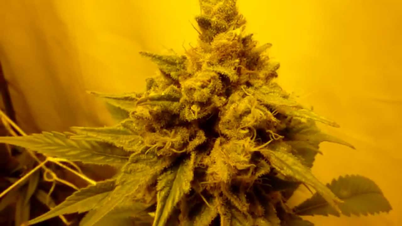 Multi strain pheno finder journal day 49