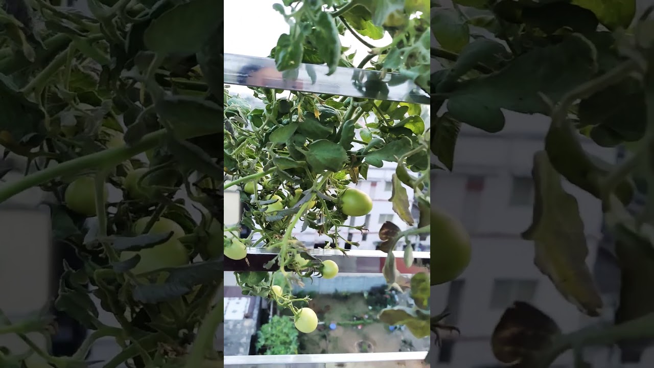 terrace garden me mast tamatar #ytshorts #bagiya #kitchengarden #tamatar