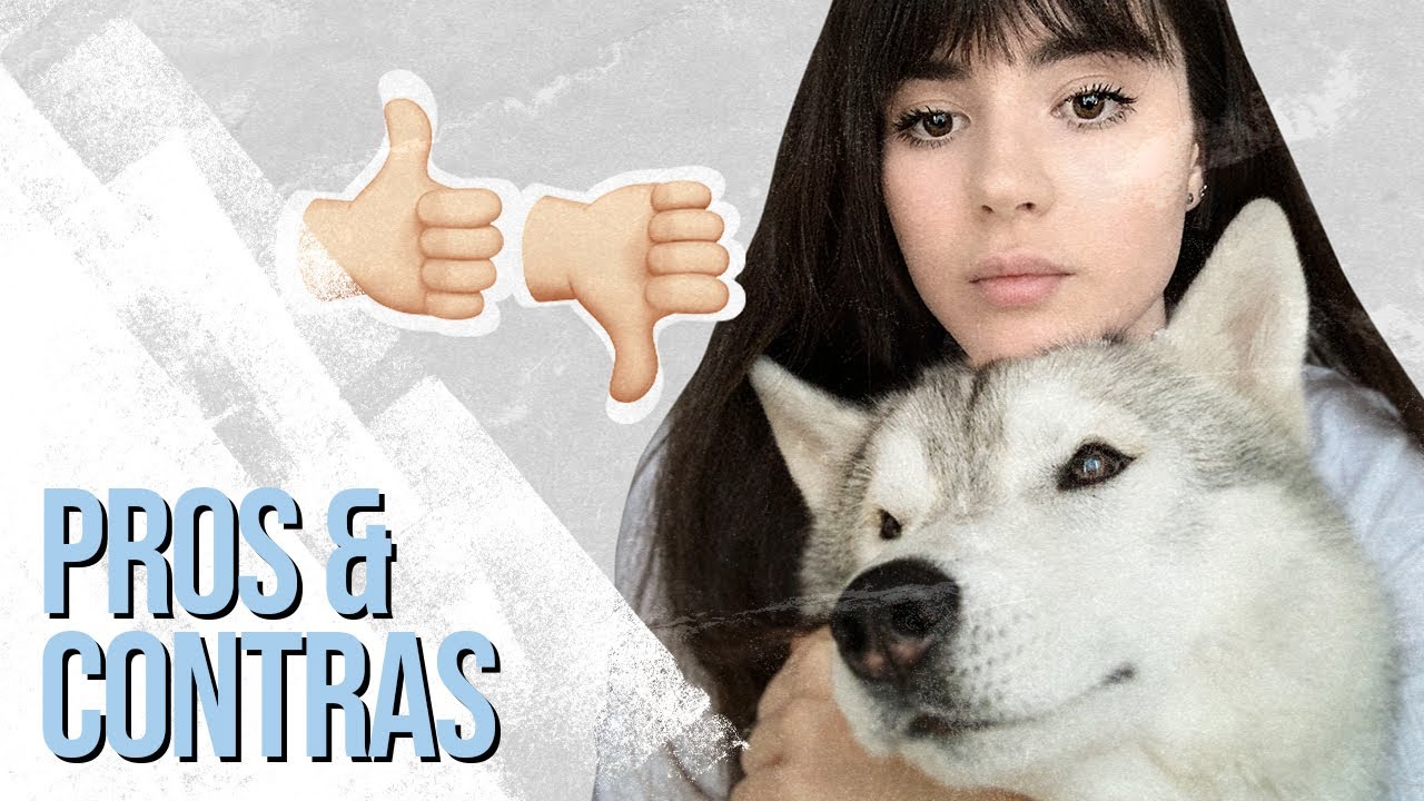 VENTAJAS y DESVENTAJAS de tener un HUSKY SIBERIANO✅🐺 *21 consejos REALES* || Cuidados del husky 001