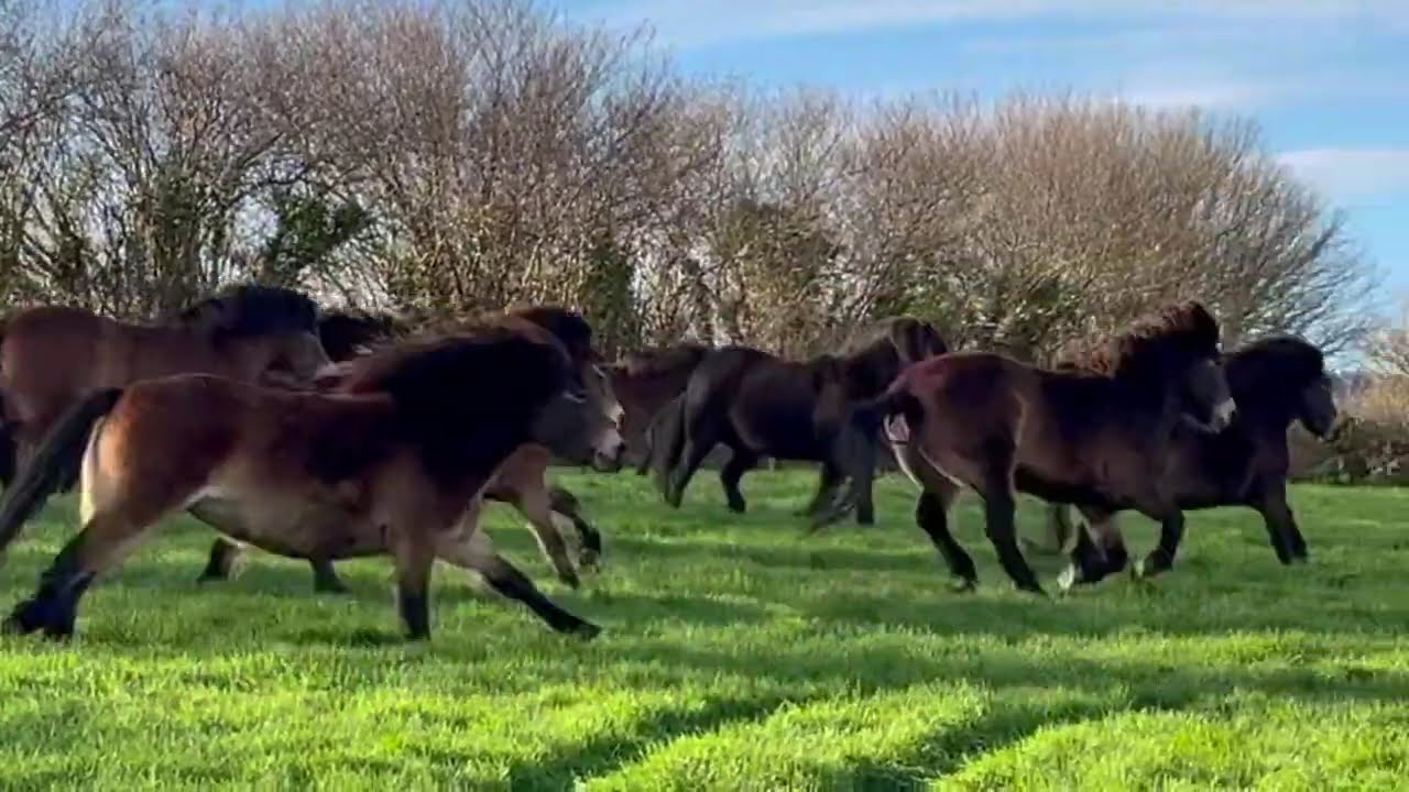 Morning exercise Exmoor pony style!