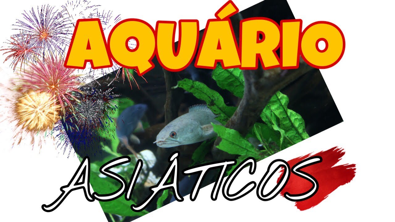 AQUÁRIO DE ASIÁTICOS