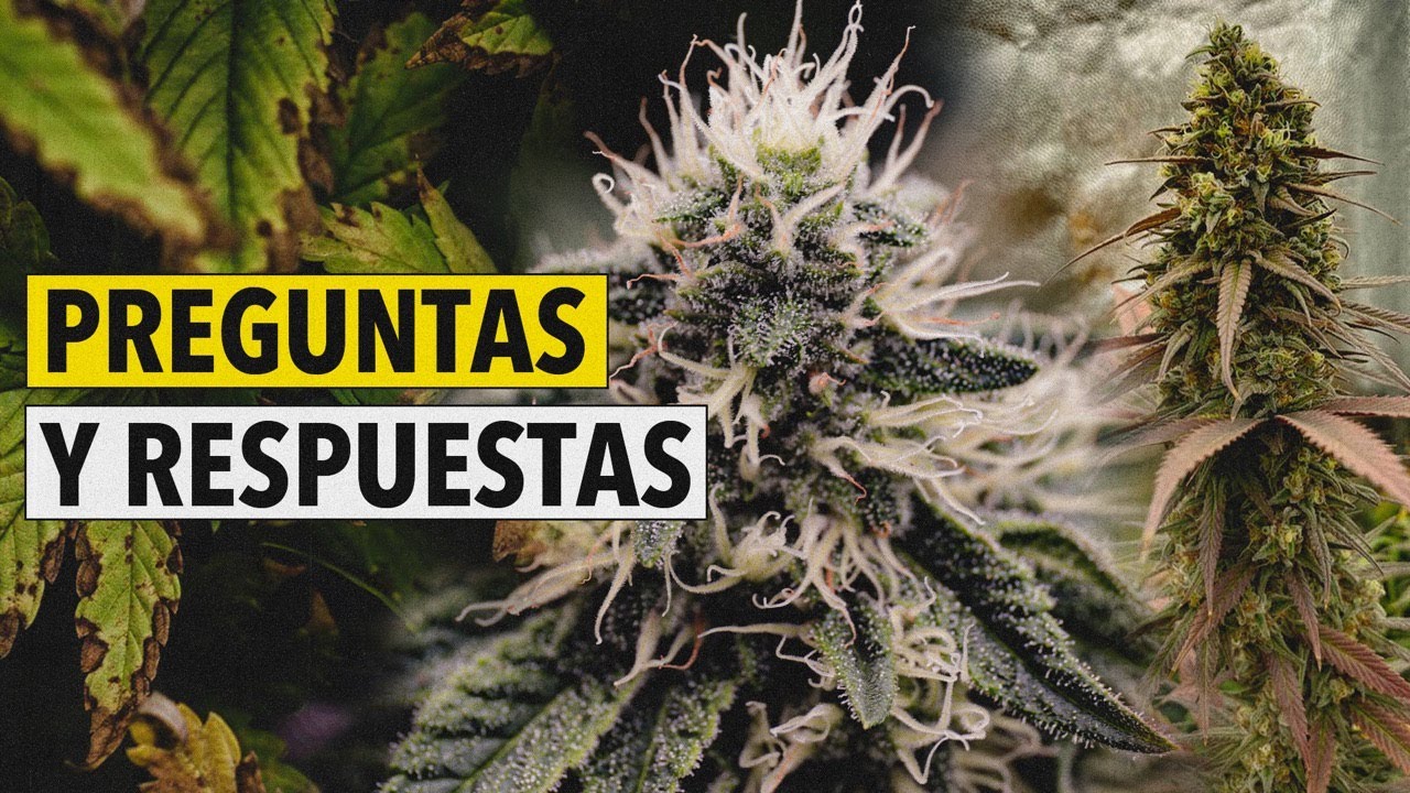 &iquest;Lavar Cogollos? &iquest;Poda de ra&iacute;ces? - Respondo Preguntas de Cultivo