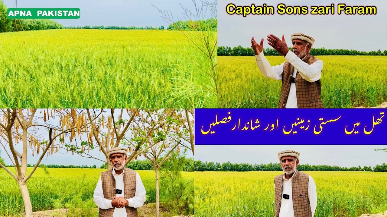 تھل میں سستی زمینوں پرشاندارفصلیں|کپتان سنز زرعی فارم ضلع بھکر|سستے اورمہنگے رقبے کی قیمت اورمعلومات