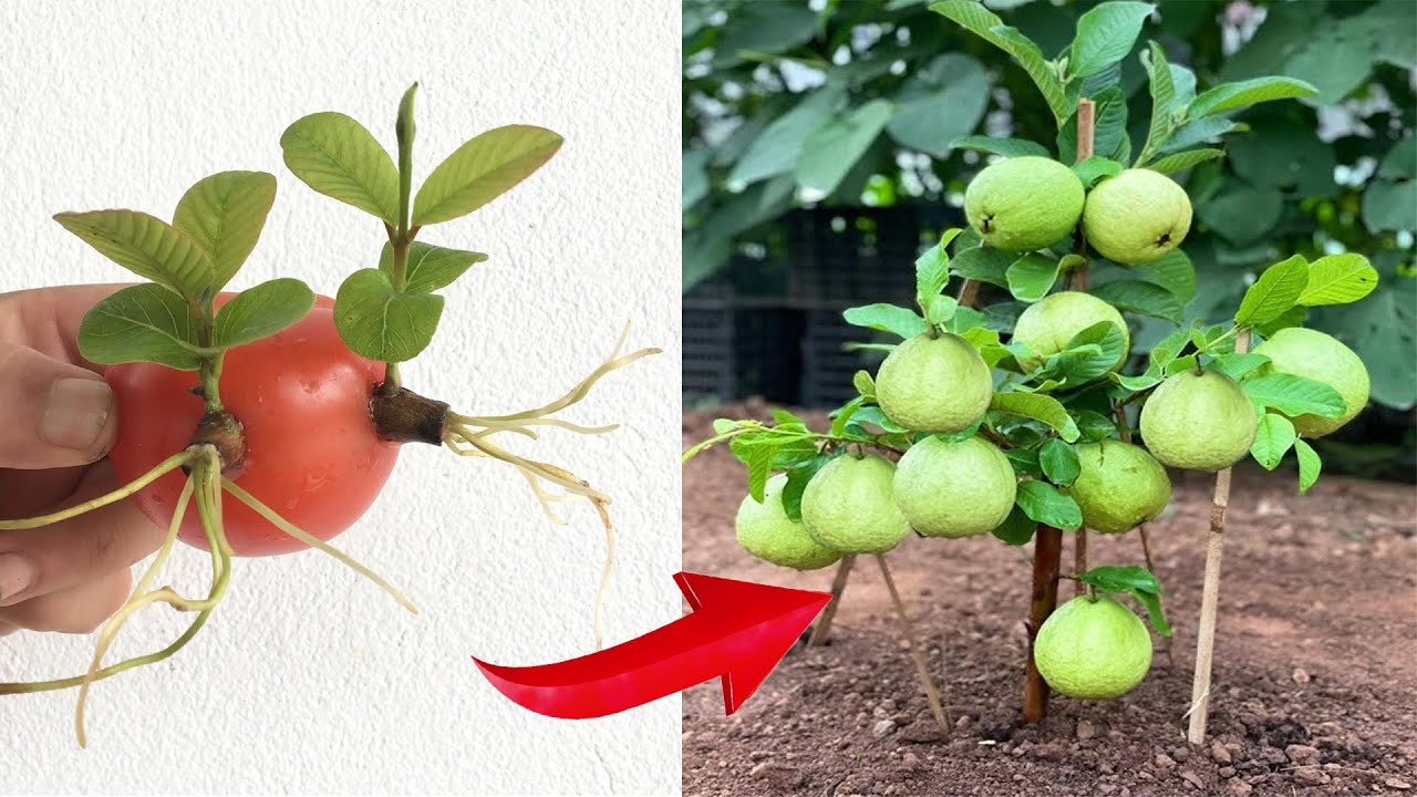 Let's see how I propagate guava with tomatoes, the results are surprising