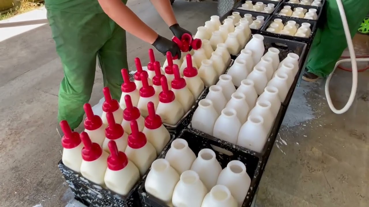 Calves Feeding Trailer | Bottle feeding