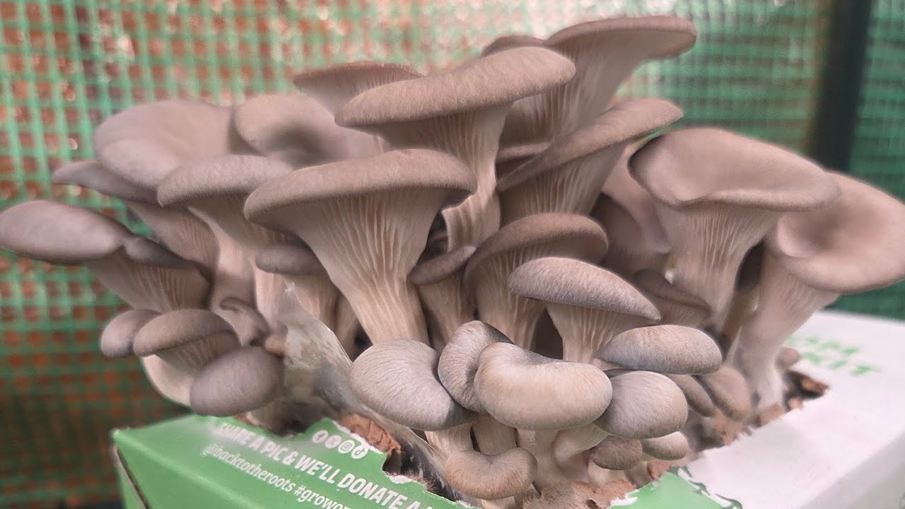 Growing Blue Oyster Mushrooms in a Greenhouse