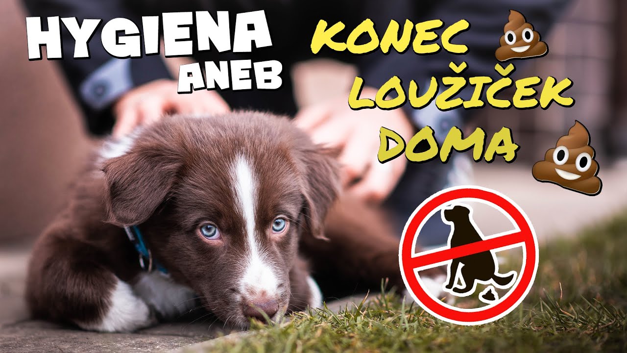 ŠTĚNĚ, HYGIENA aneb jak ODnaučit psa venčit se DOMA | Výcvik psa