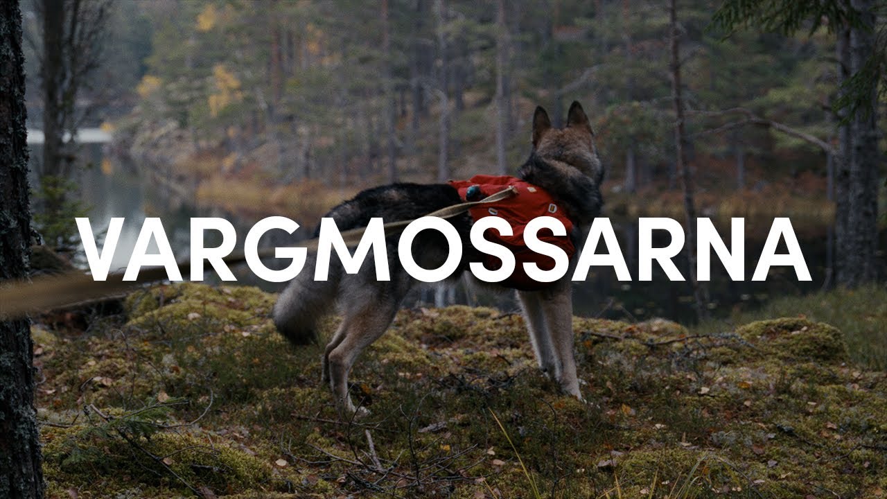 Overnight hike with Tamaskan Dog in Vargmossarna, Sweden