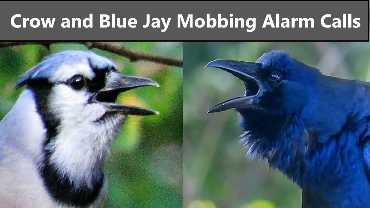 Amazing Crow and Blue Jay Predator Mobbing Alarm Calls