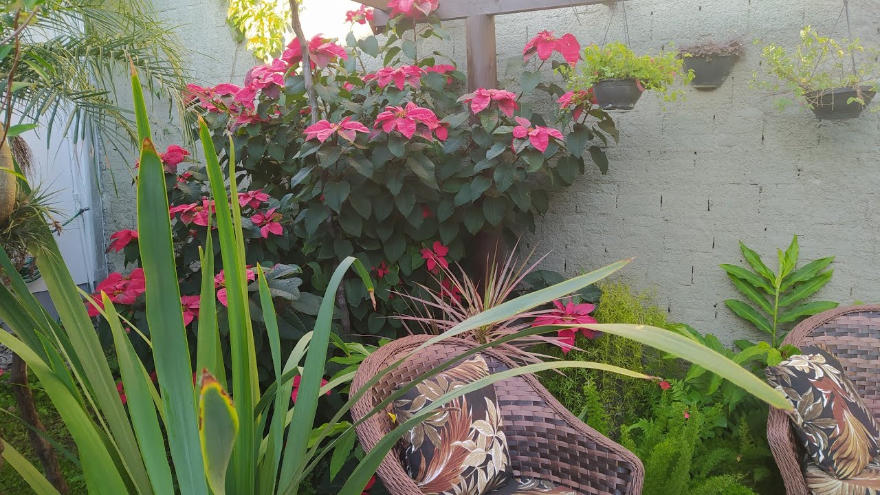 Flor de Natal