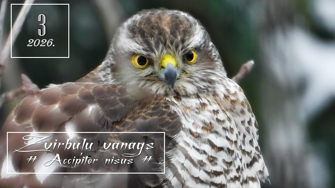 3. Putni. Plēsējputni. Savvaļas putni. ZVIRBUĻU VANAGS /Accipiter nisus/.