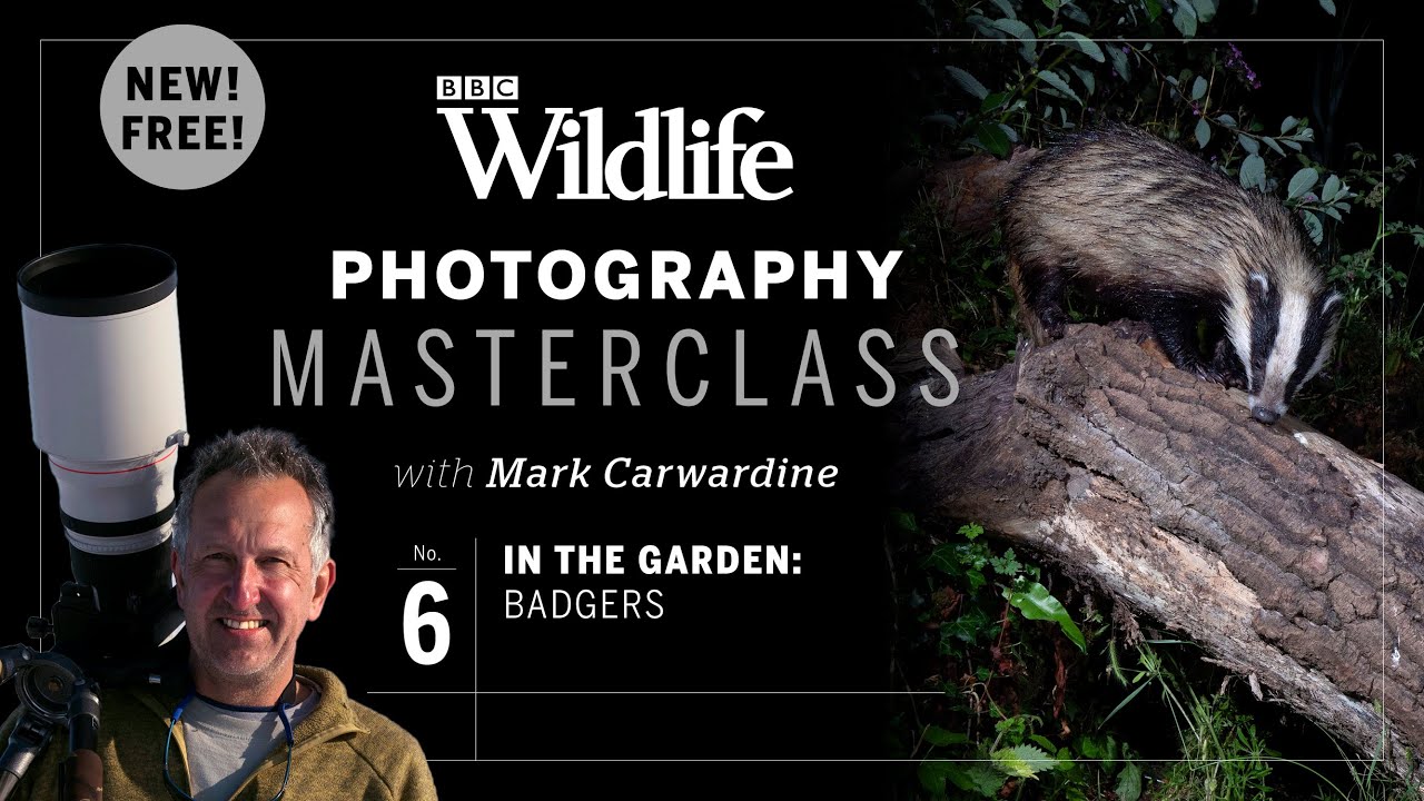 Episode Six: In the garden – badgers