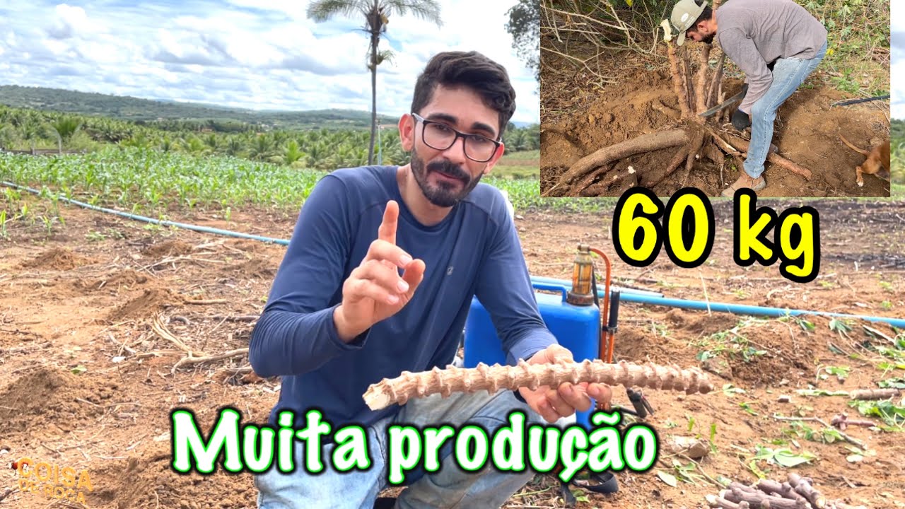 Não plante mandioca sem assistir esse vídeo/ grande produção