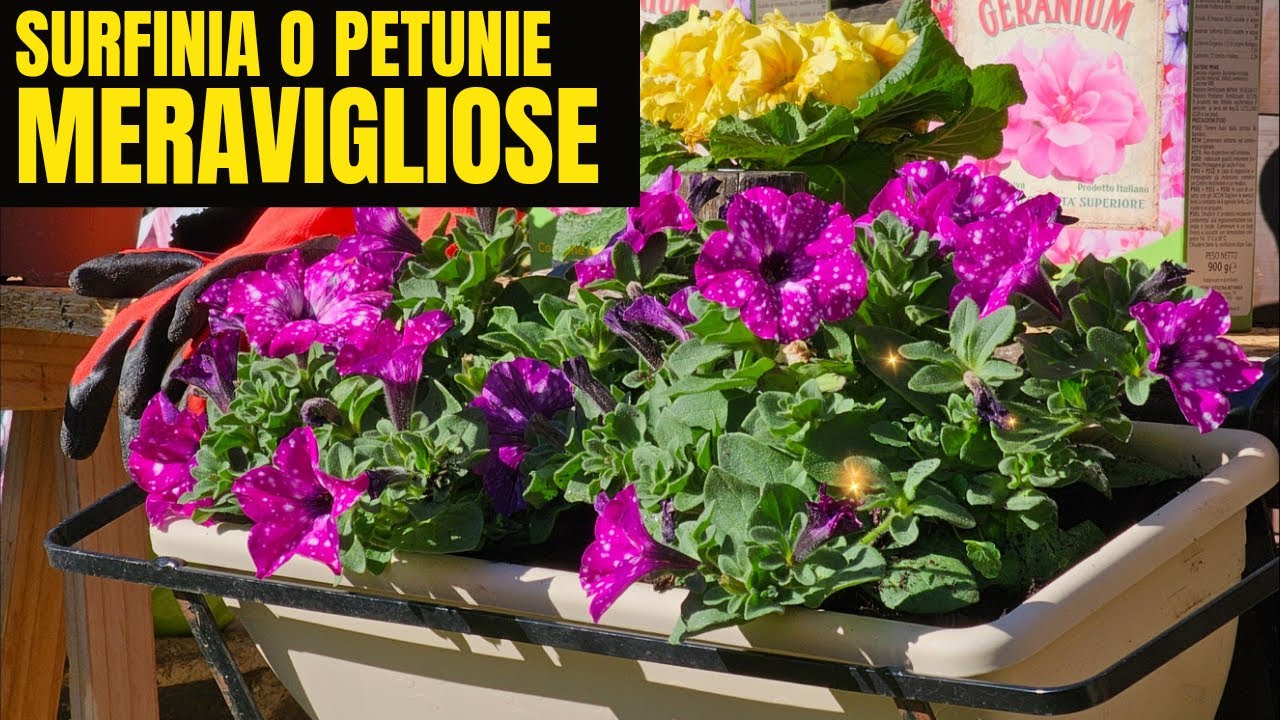 Surfinie O PETUNIE IN VASO - COME PIANTARE E COLTIVARE AL MEGLIO PER AVERE UNA BELLA FIORITURA