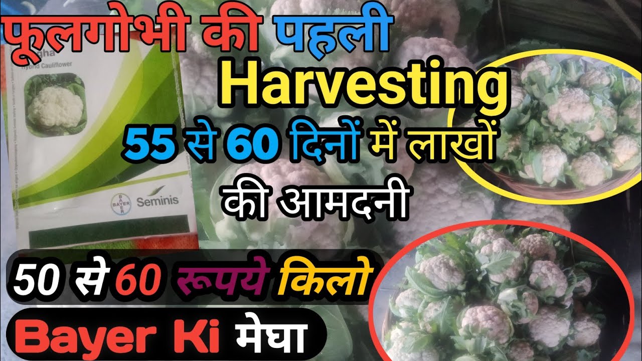 फूलगोभी की पहली हार्वेस्टिंग मात्र 55 - 60 दिनों में लाखों की आमदनी #khetikishani CaliflowerFarming 