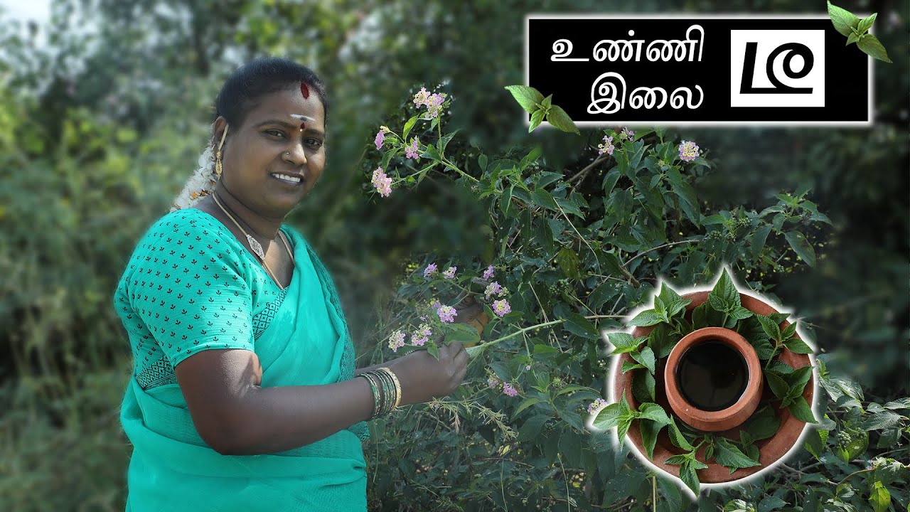 மருத்வகுணம் நிறைந்த உண்ணி இலை டீ/Medicinal properties rich Lantana Leaf tea.
