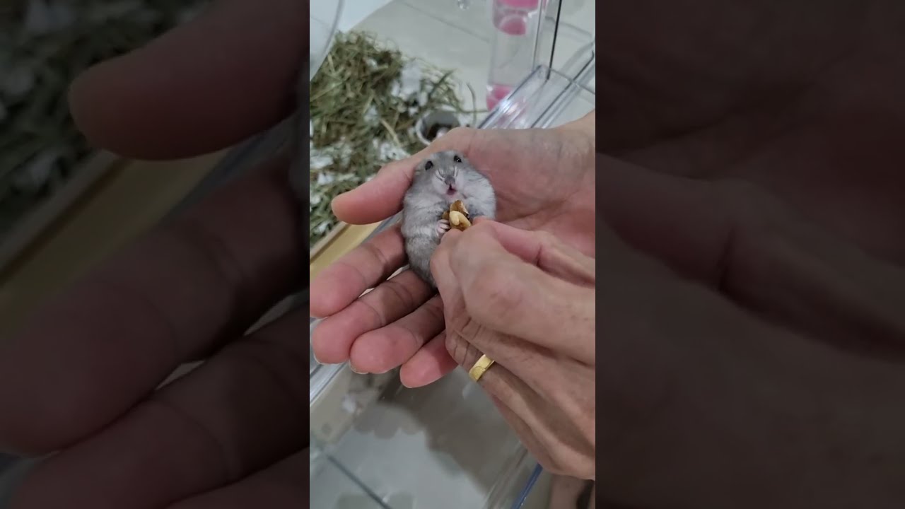 Feeding Hamster Mochi Walnut on Our Hand 🐹🌰 | Her Favorite Snack!