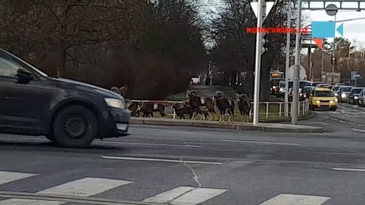 Mufloni přechází křižovatku na zelenou u Thomayerovy nemocnice.