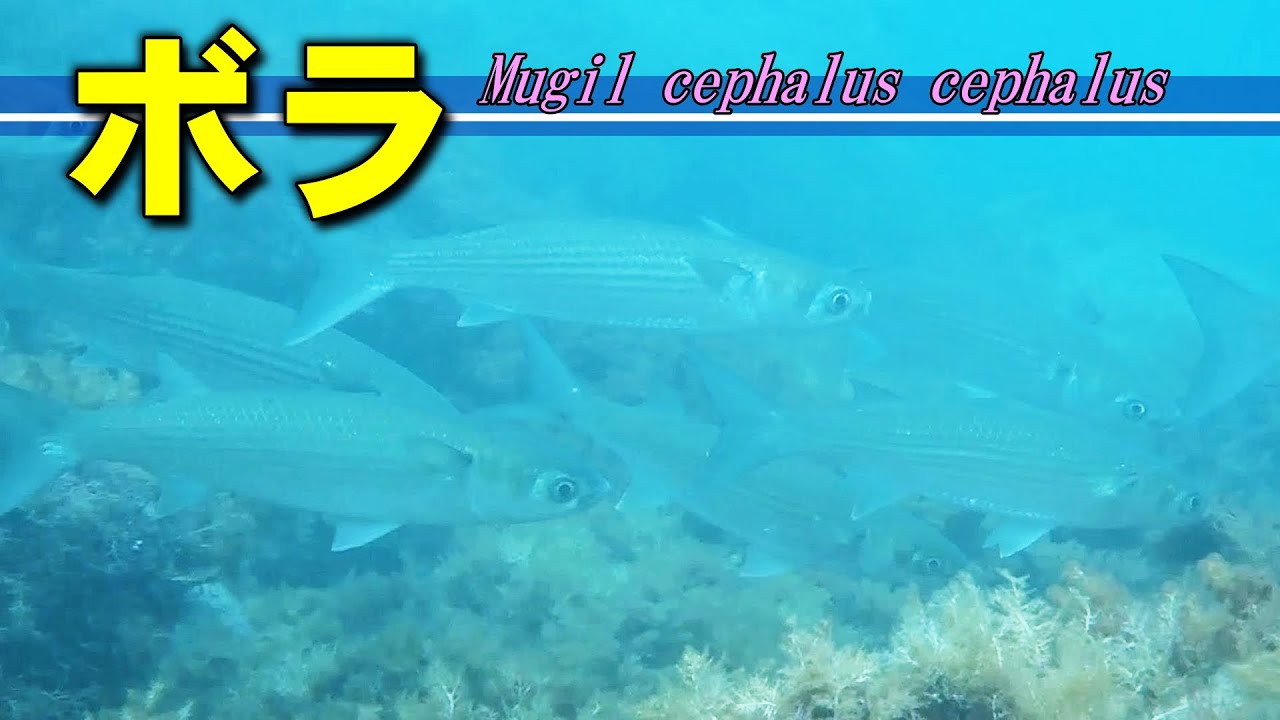 【 ボラ 】言葉に溶け込んだ魚  Mugil cephalus cephalus