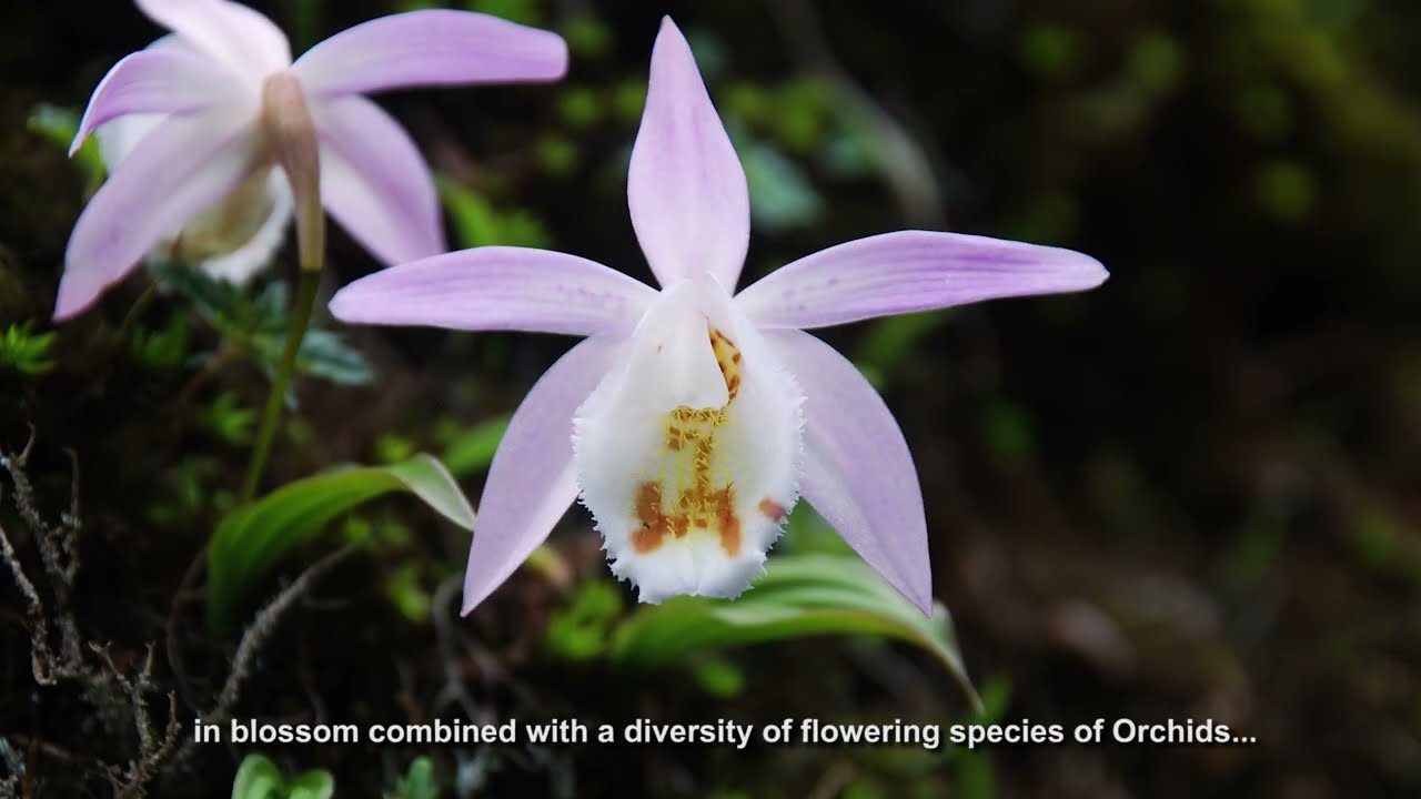DOCUMENTARY ON KHANGCHENDZONGA NATIONAL PARK- INDIA'S FIRST HERITAGE SITE ON 'MIXED' CRITERIA
