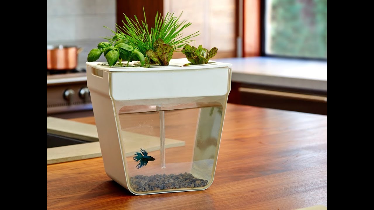 Back to the Roots - AquaFarm