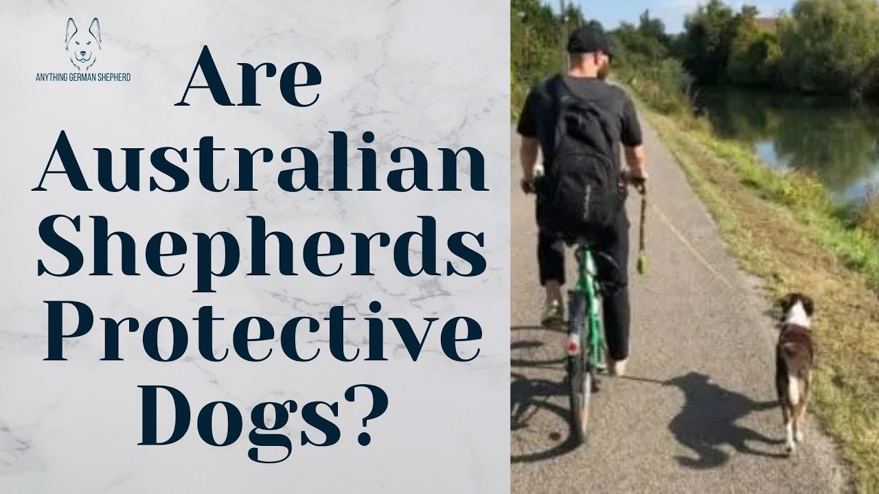Australian Shepherds vs Guard Dogs: What's the Difference?