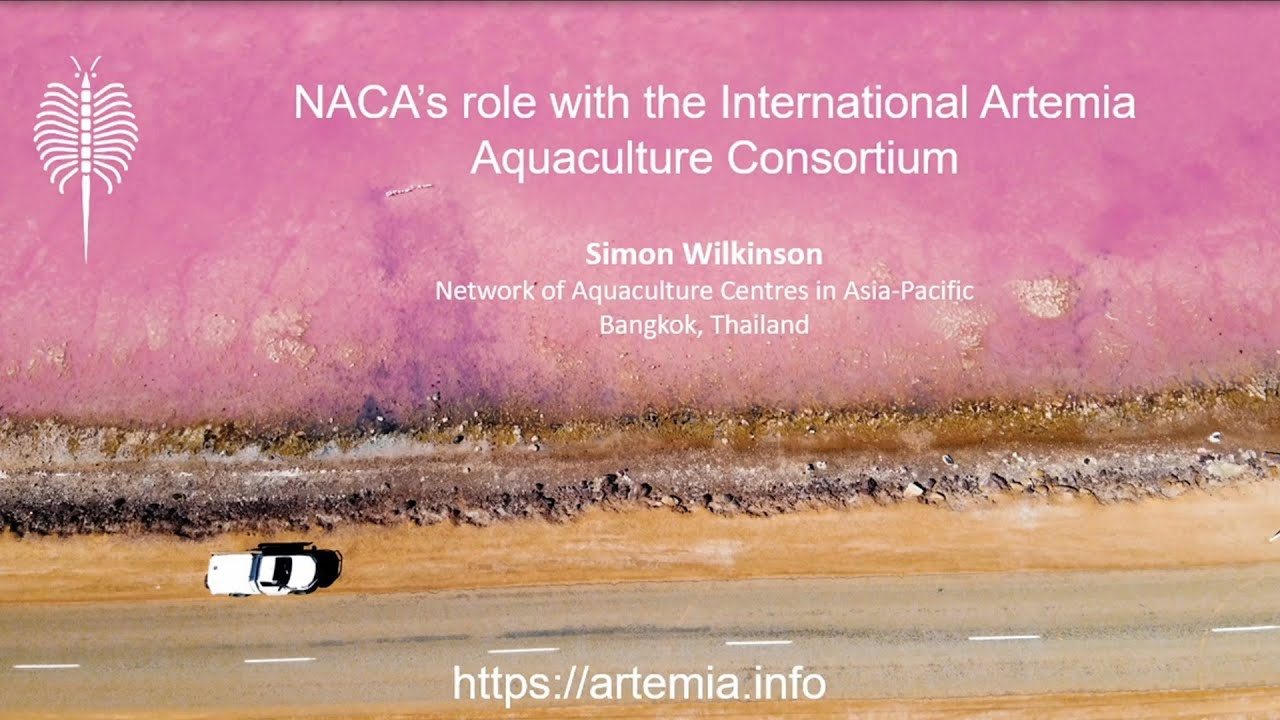NACA’s role with the International Artemia Aquaculture Consortium