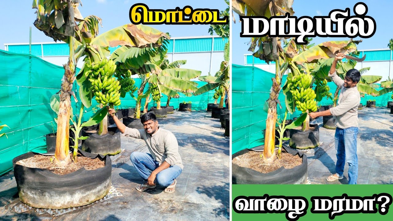 இந்த சின்ன பையில் வாழை மரமா?  எப்படி சாத்தியம்! Hortking Gardening