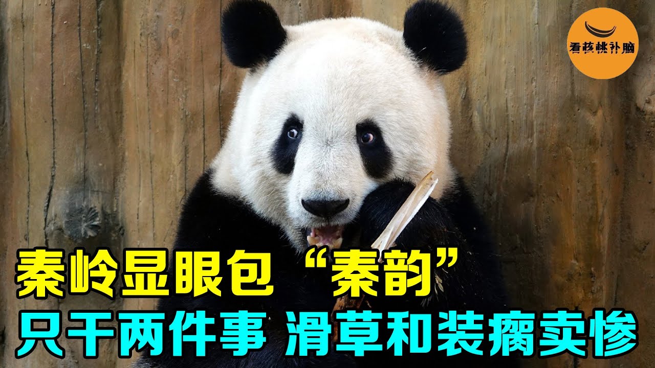 秦韵因游客叫错名字，骂骂咧咧翻白眼，熊生两件事：丝滑滑草和装瘸卖惨！【看核桃补脑】