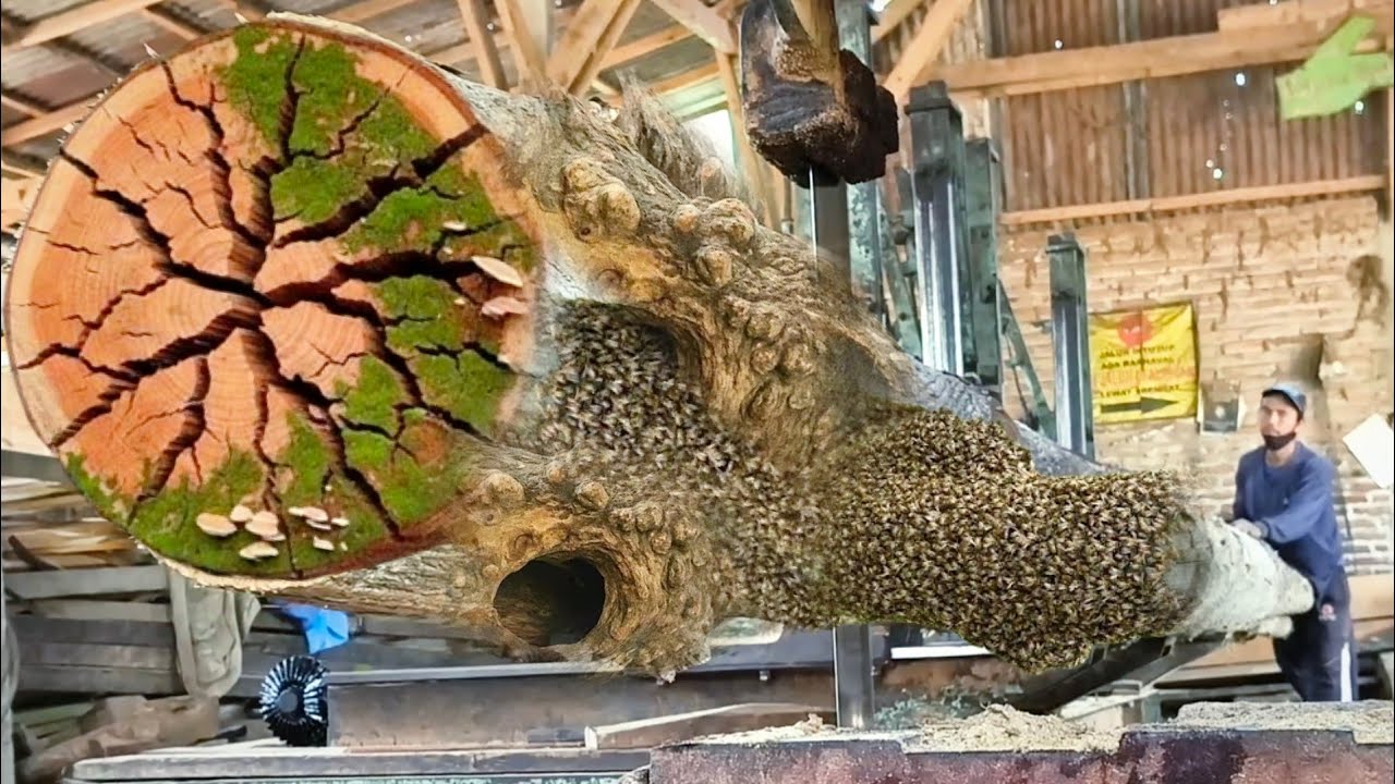 Keterampilan seorang tukang kayu yang menakjubkan! menggergaji kayu jati sepanjang 9 meter