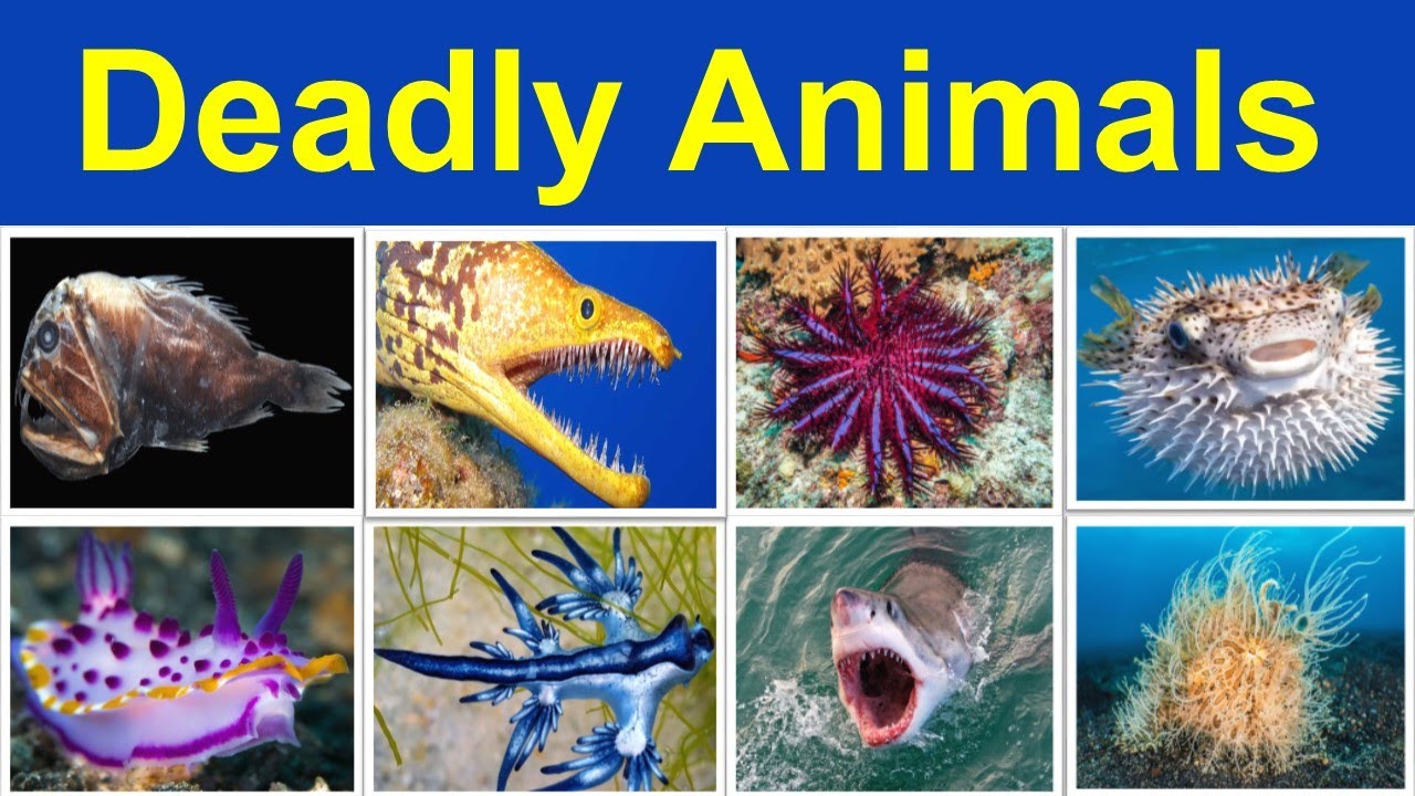 Deadliest Sea Animals | Learn Dangerous Sea Animals Fast | Simple Deadly Sea Animals for Kids