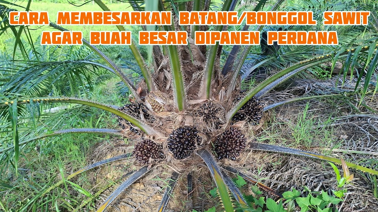Tips membesarkan batang sawit agar buah besar panen perdana