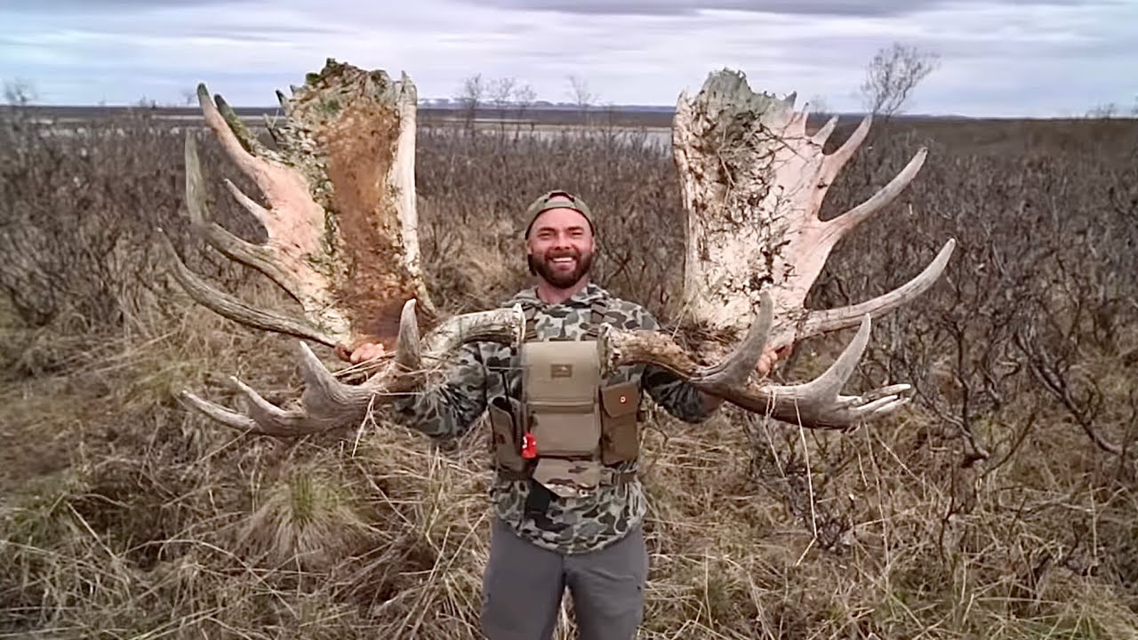 HUGE ALASKAN MOOSE SHEDS | Shed Hunting for Moose Paddles