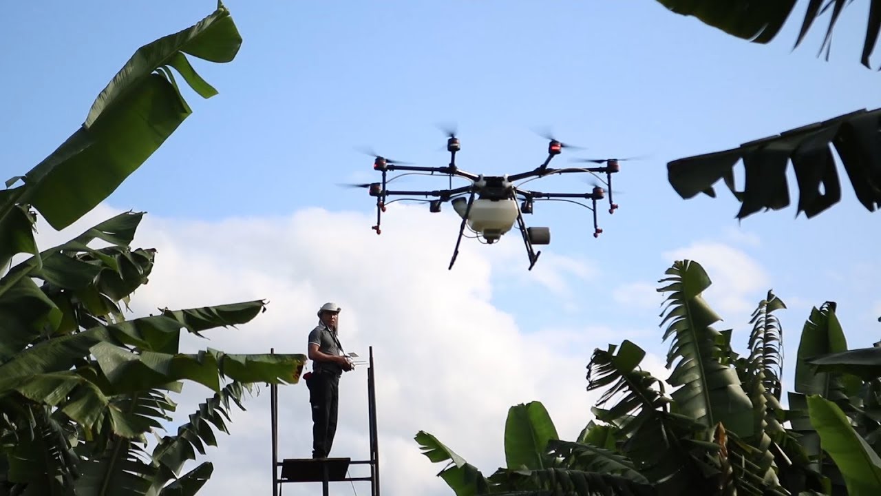 Drones na pulverização dos bananais!