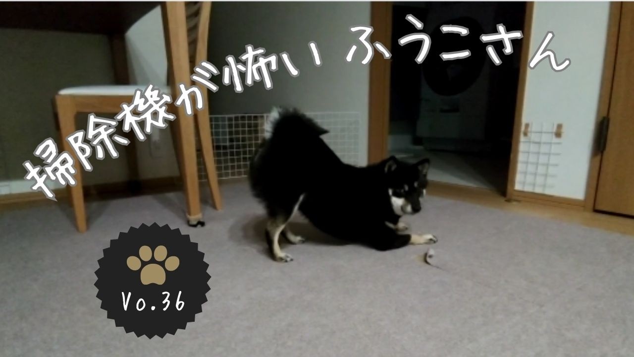 掃除機が怖いふうこさん