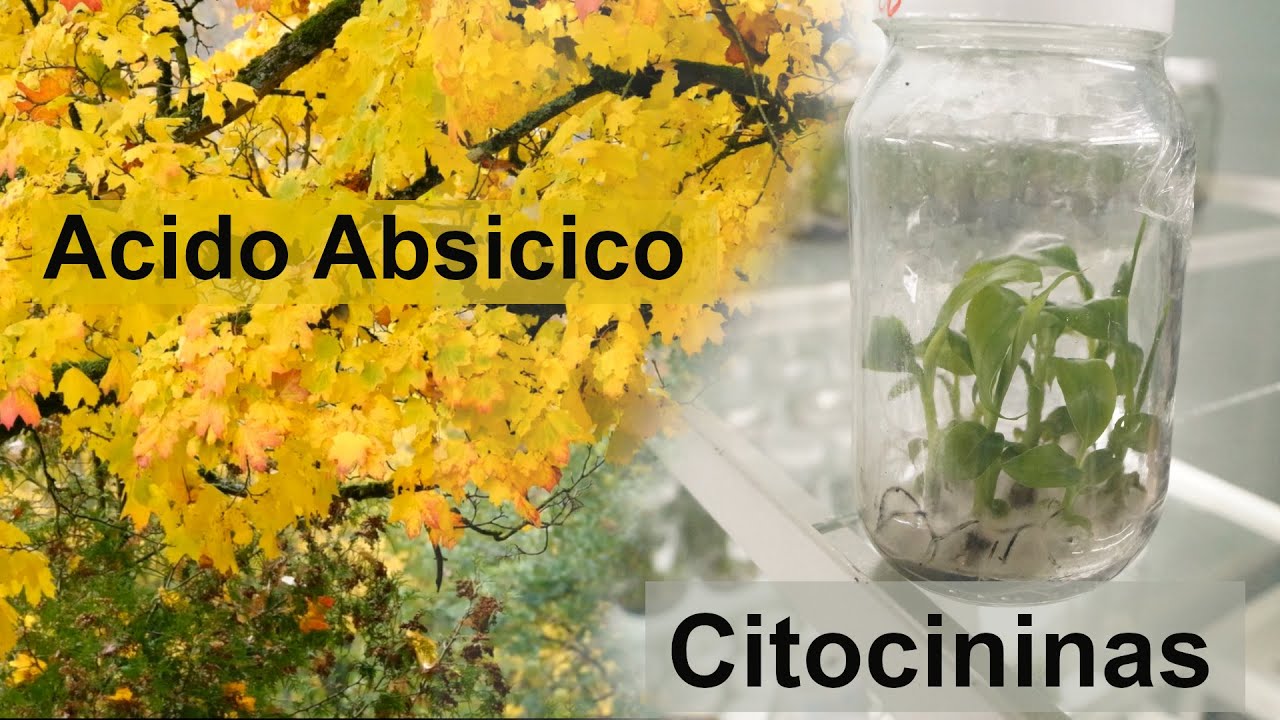 La Hormona del REJUVENECIMIENTO de las plantas  y La Hormona de la CAIDA de Hojas, Flores y Frutos