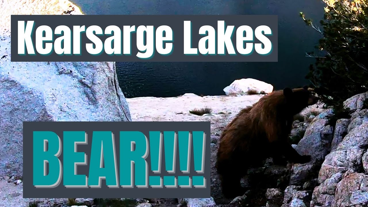Kearsarge Lakes.  Long Bear Encounter.  Raw footage | 4K