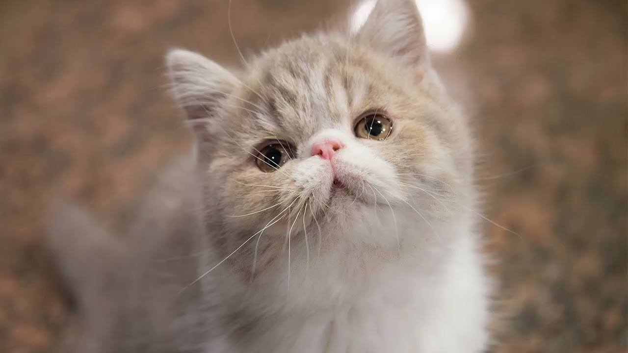 ลูกแมวสงบ: การครางในรูปแบบภาพ 🐾🎞️