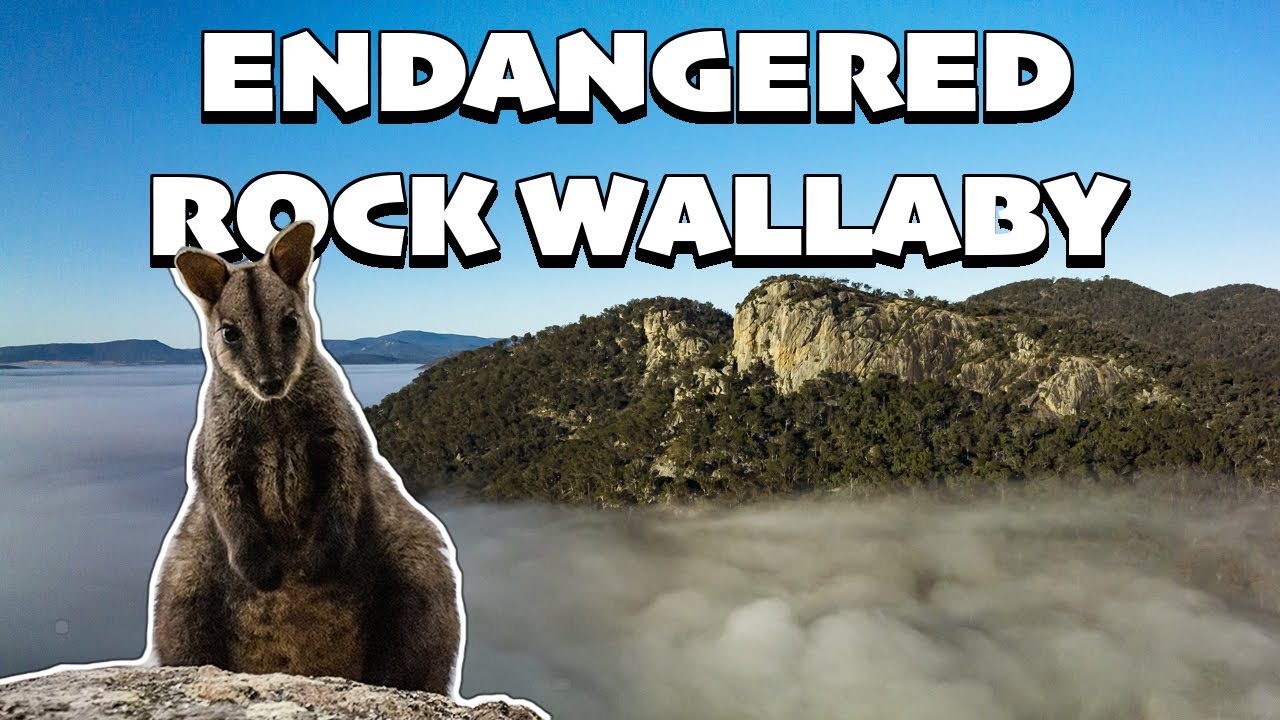 RARE MAMMALS - Endangered Brush Tailed Rock Wallabies and Platypus in the Granite Belt