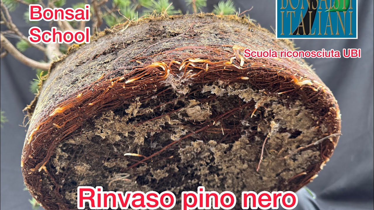 Rinvaso Bonsai di pino nero, tutti passaggi fondamentali per eseguirlo correttamente